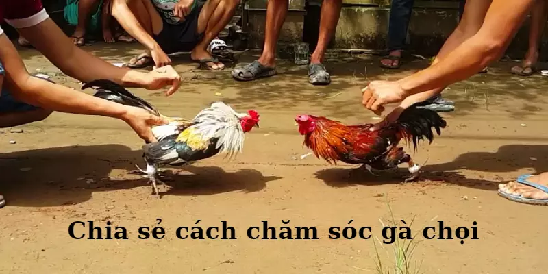 cách chăm sóc