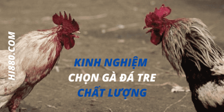 Kinh nghiệm chọn gà đá tre chất lượng?