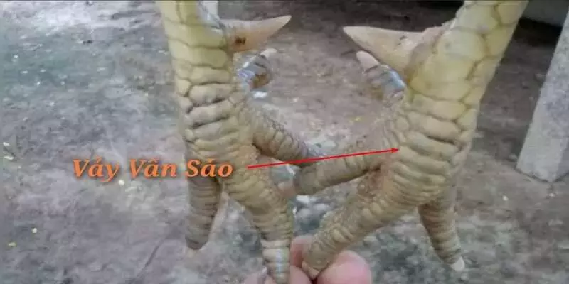 vảy vấn sáo cách nhận biết