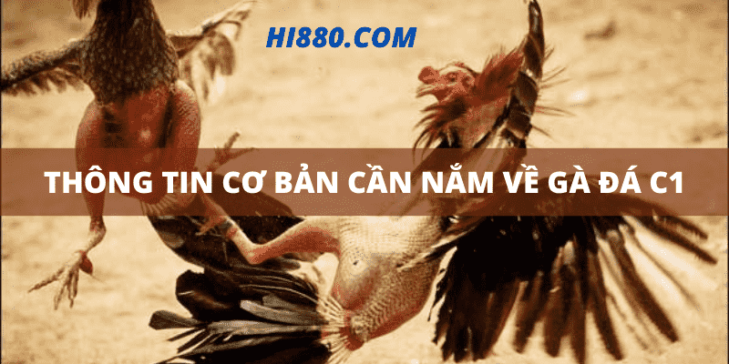 Một số thông tin cơ bản về gà đá C1 anh em cần nắm