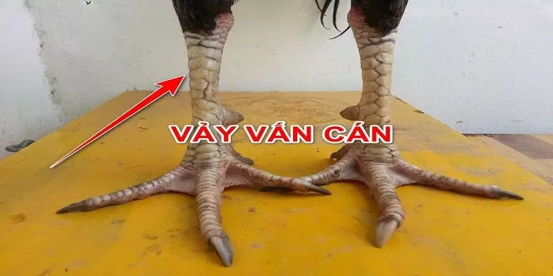 vay-ga-van-can-choi-hay