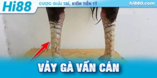 vảy gà vấn cán tốt hay xấu